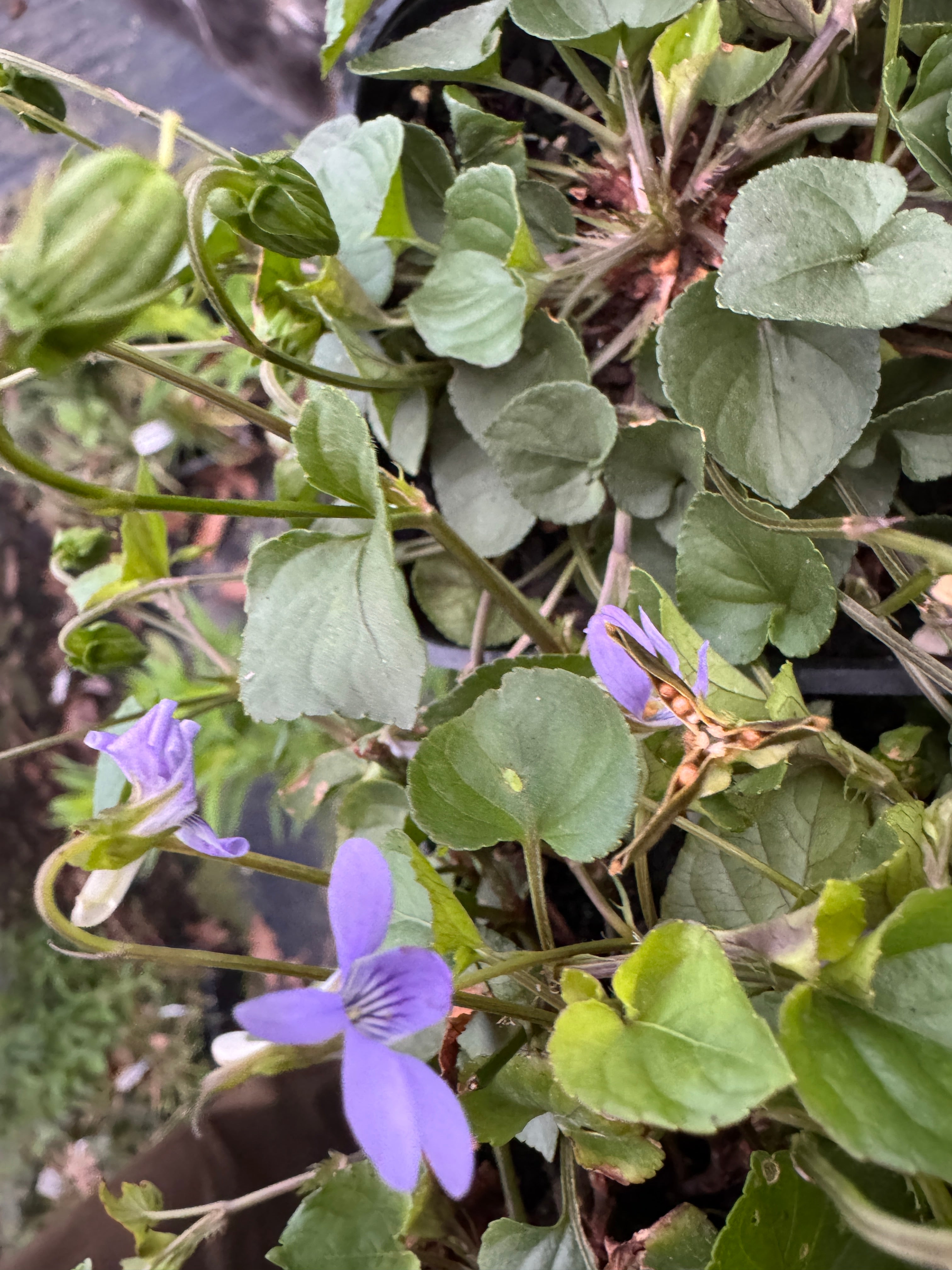 Viola labradorica – ortelgarden