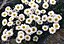 Helichrysum (Anaphaliodes)  bellidioides