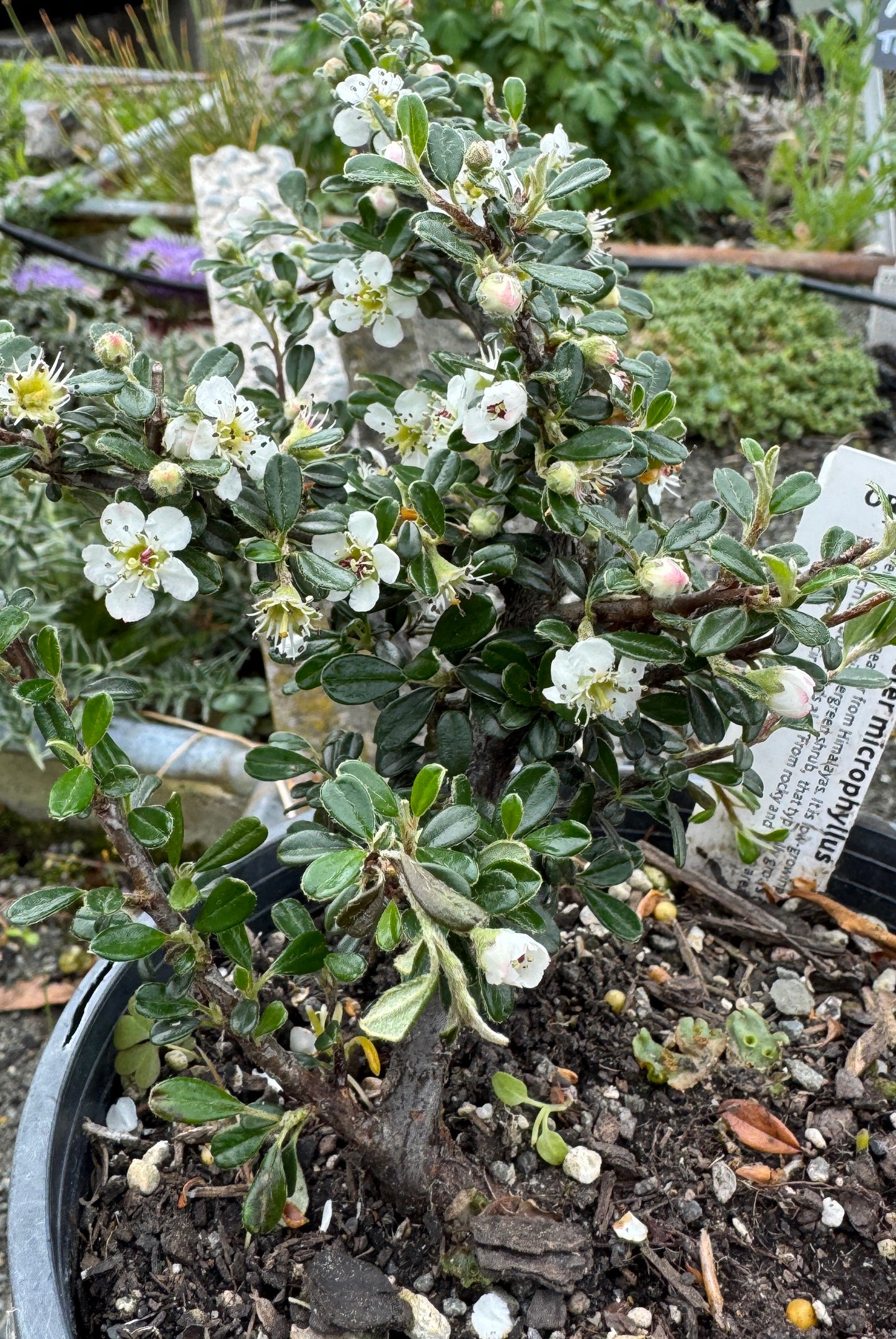 Cotoneaster microphyllus