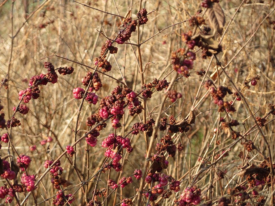 Symphoricarpos orbiculatus
