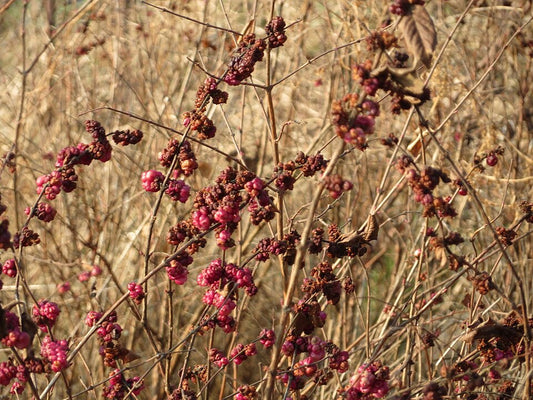 Symphoricarpos orbiculatus