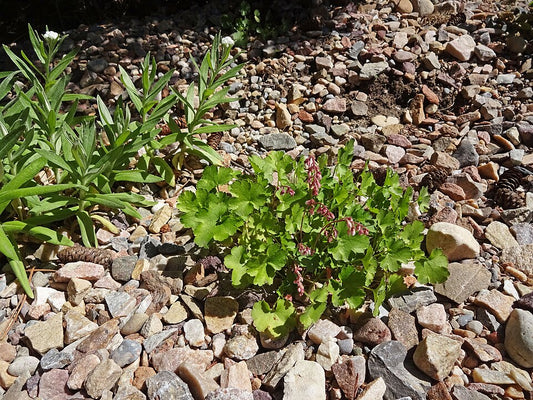 Heuchera pulchella
