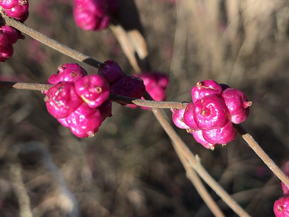 Symphoricarpos orbiculatus