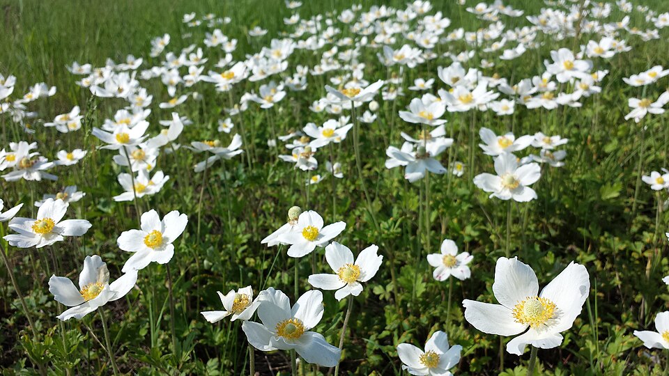 Anemone sylvestris