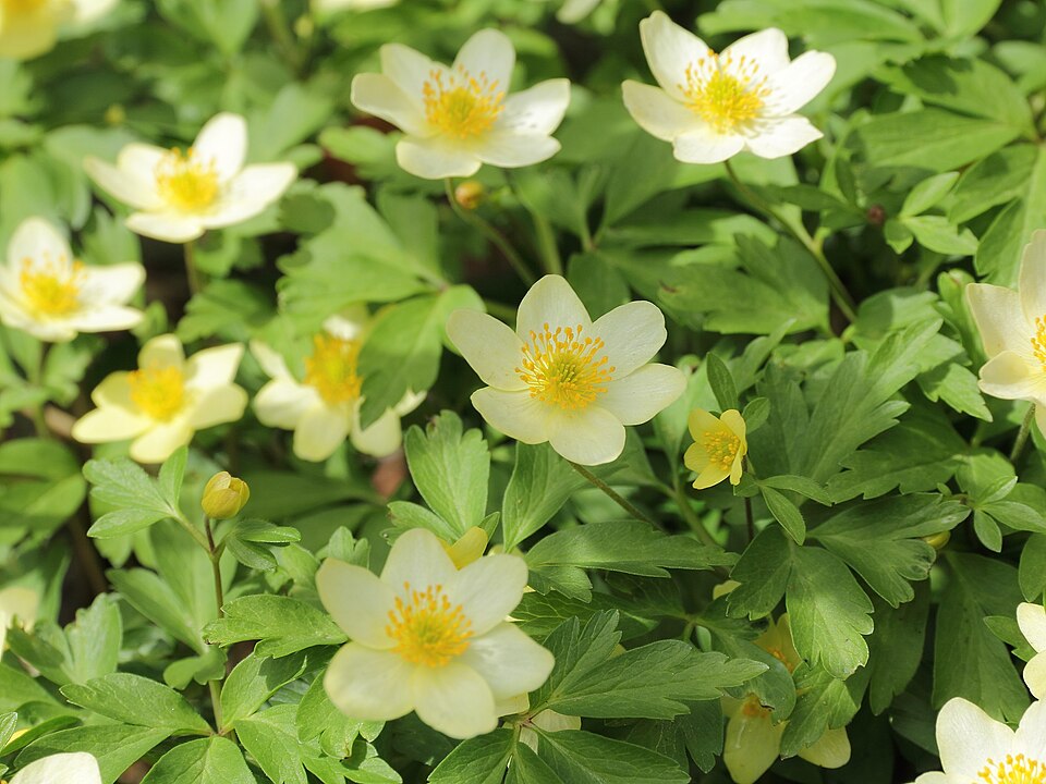 Anemone x seemanii syn.* A x lipsiensis