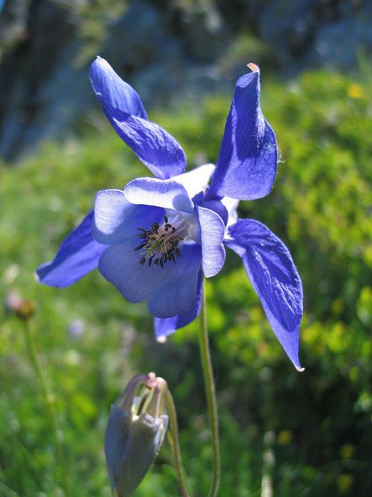 Aquilegia alpina