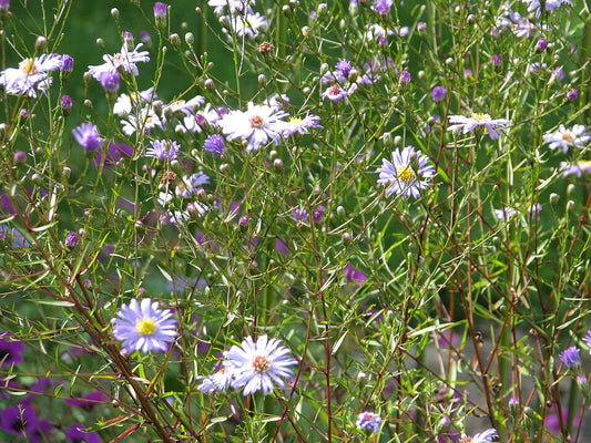 Symphyotrichum syn Aster turbinellus (turbinellum)