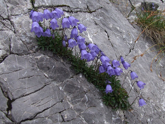 Campanula cochlearifolia 'Bavaria Blue'