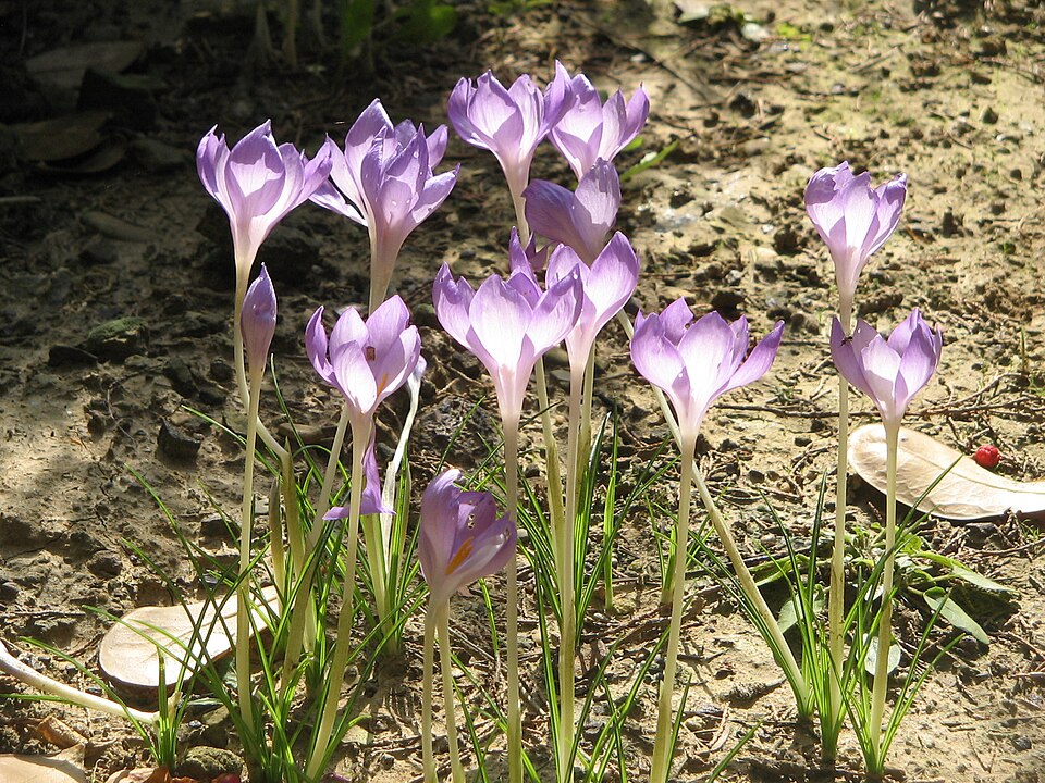 Crocus goulmyii