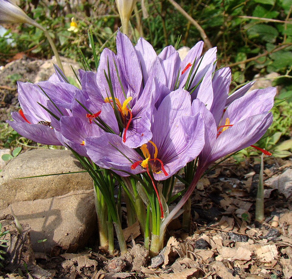 Crocus sativus