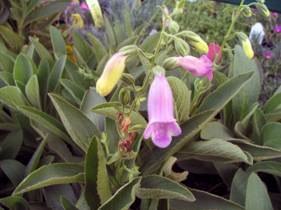 Digitalis thapsis 'Spanish Peaks'