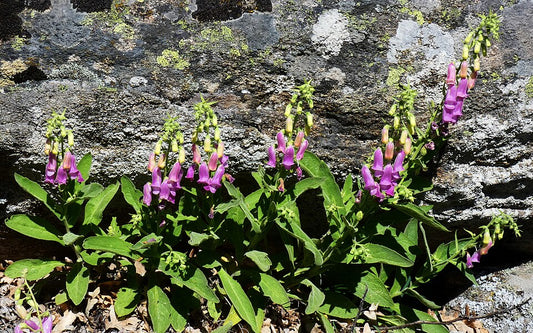 Digitalis thapsis 'Spanish Peaks'