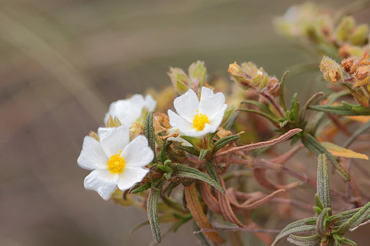Cistus clusii -my own attribution