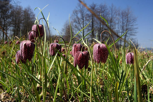 Fritillaria meleagris