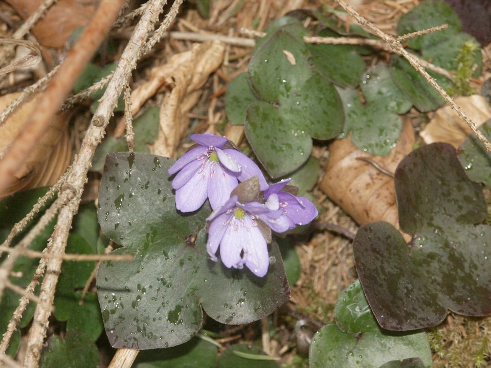 Hepatica nobilis
