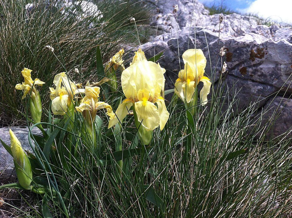 Iris reichenbachii
