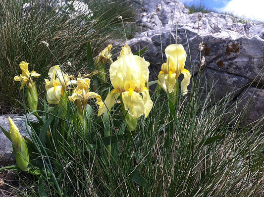 Iris reichenbachii