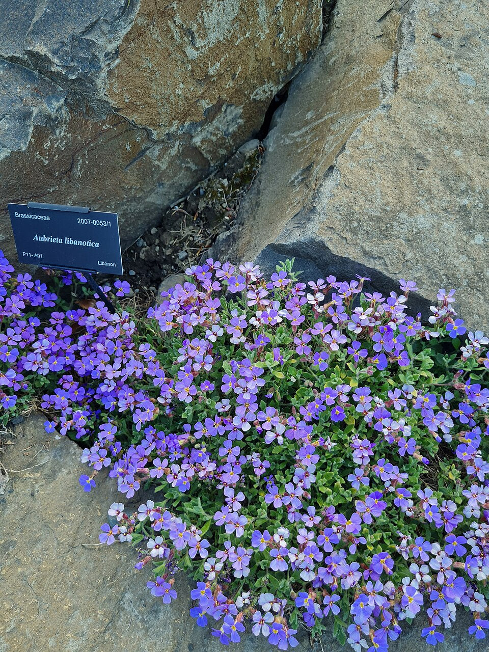 Aubretia libanotica