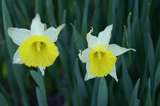 Narcissus  'Bambi'