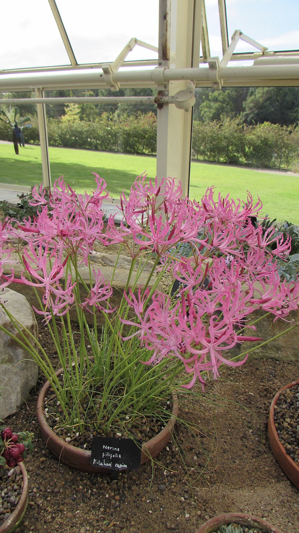 Nerine filifolia
