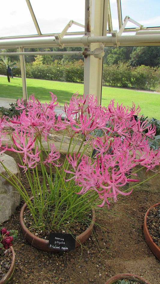 Nerine filifolia