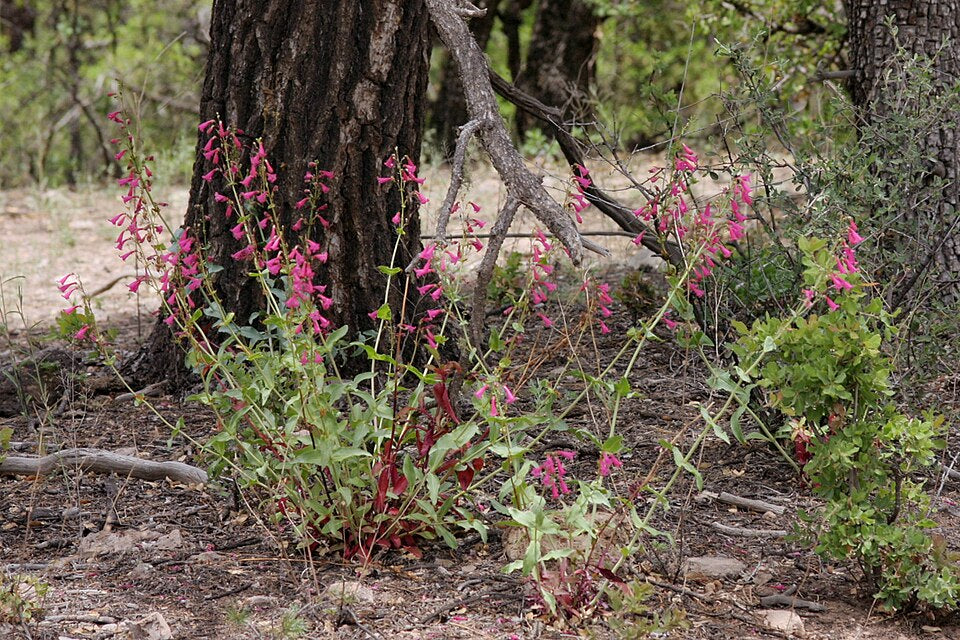 Penstemon pseudospectabilis