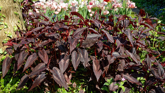 Persicaria microcephala 'Red Dragon'