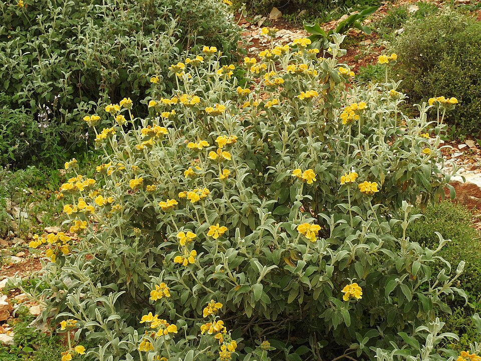 Phlomis fruticosa