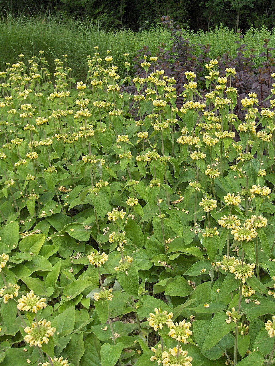 Phlomis russelinia