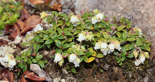 Arcterica nana syn. Pieris nana