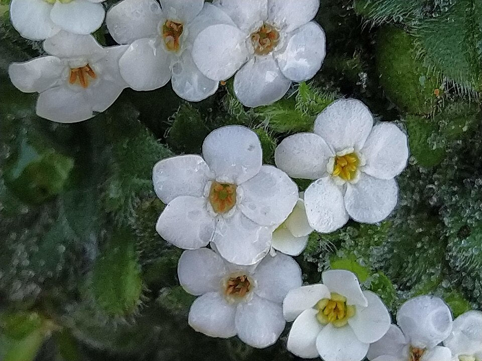 Myosotis retrorsa 'Jandals'