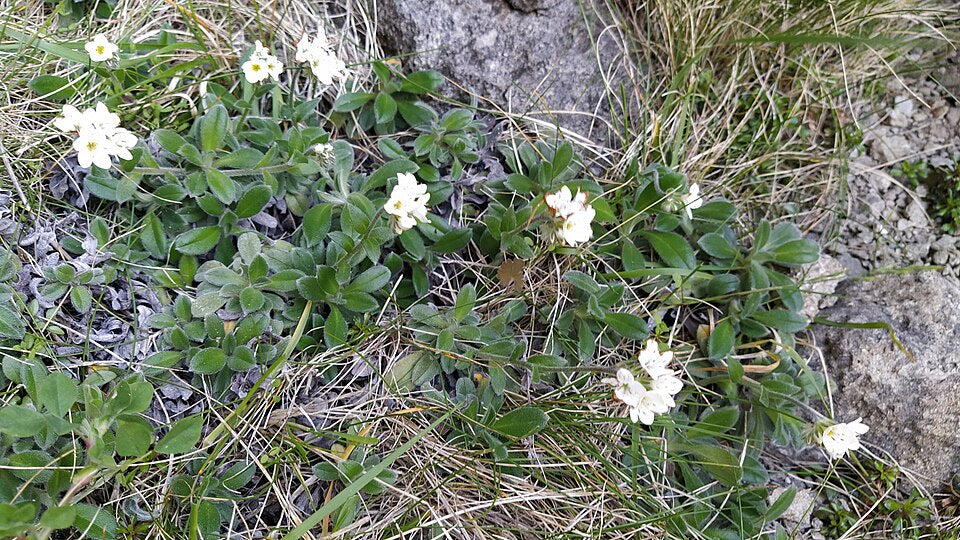Myosotis saxosa
