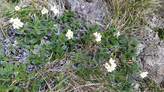 Myosotis saxosa