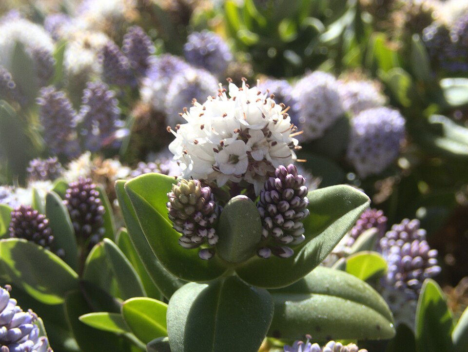 Veronica (Hebe) chathamica
