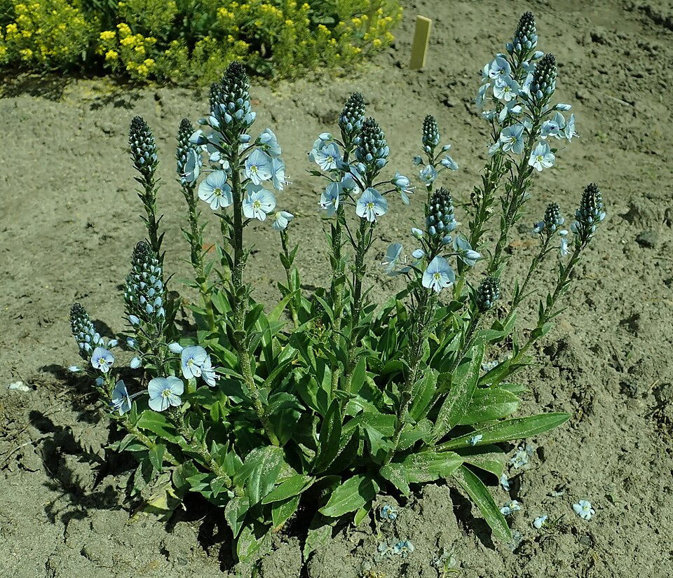 Veronica gentianoides