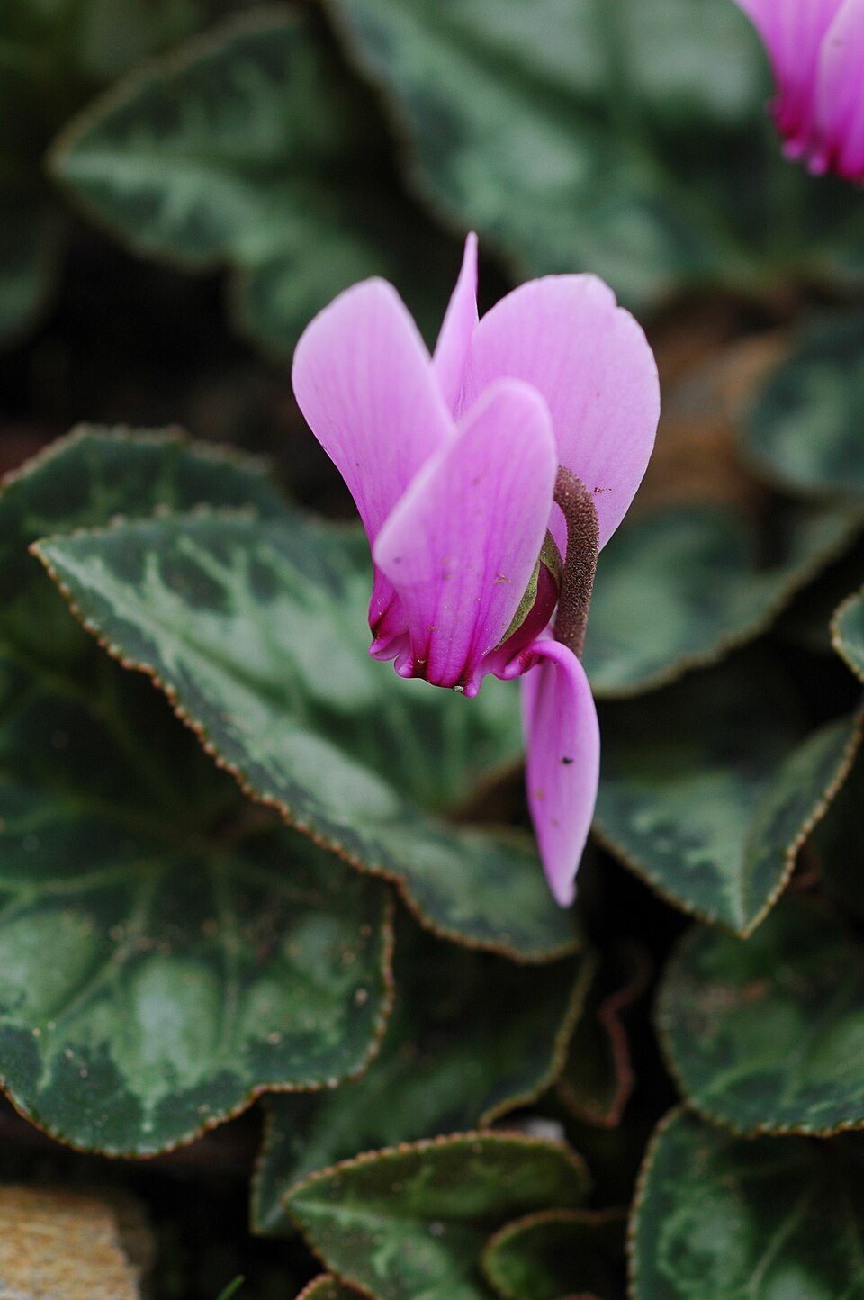 Cyclamen graecum