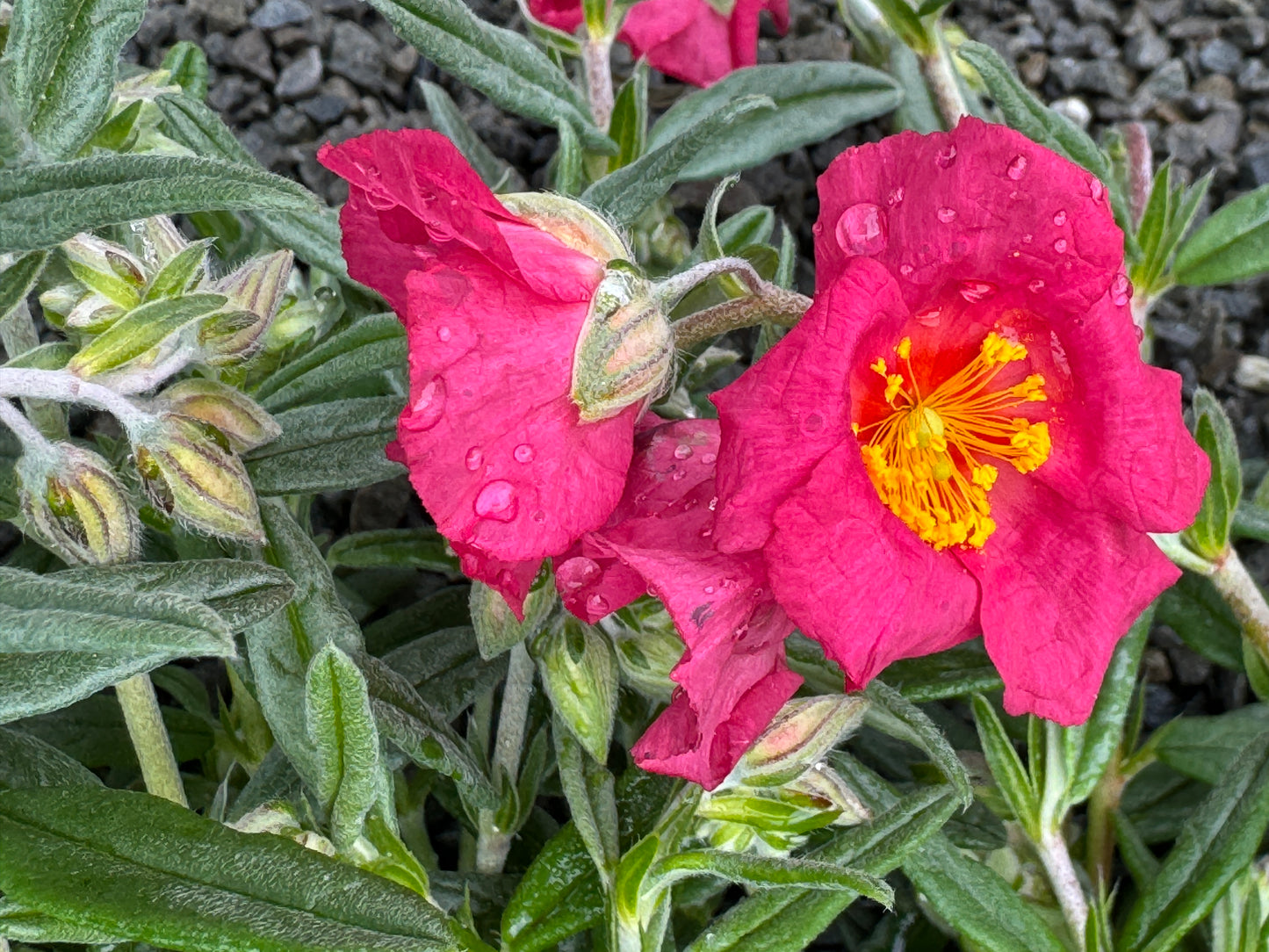 Helianthemum 'Chelsea gem’