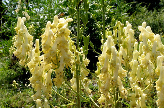 Acontium lamarckii