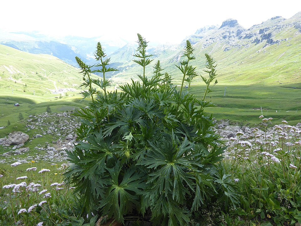 Acontium lamarckii