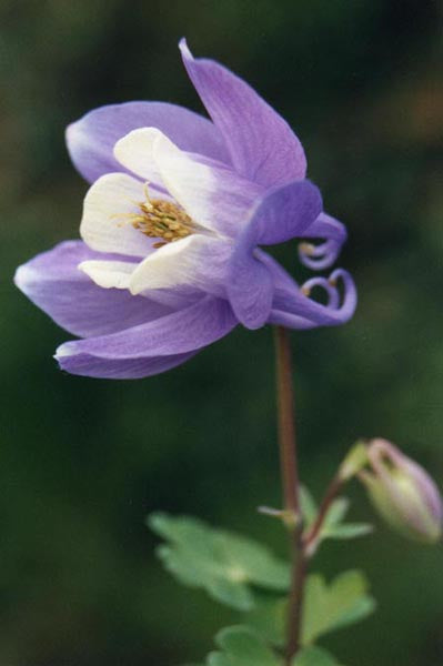 Aquilegia flabellata 'Nana'