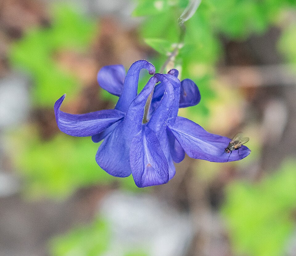 Aquilegia pyrenaica