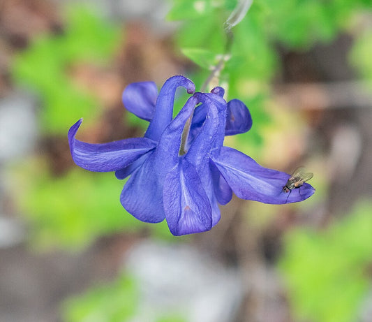 Aquilegia pyrenaica