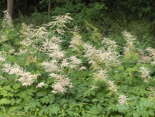 Aruncus dioicus