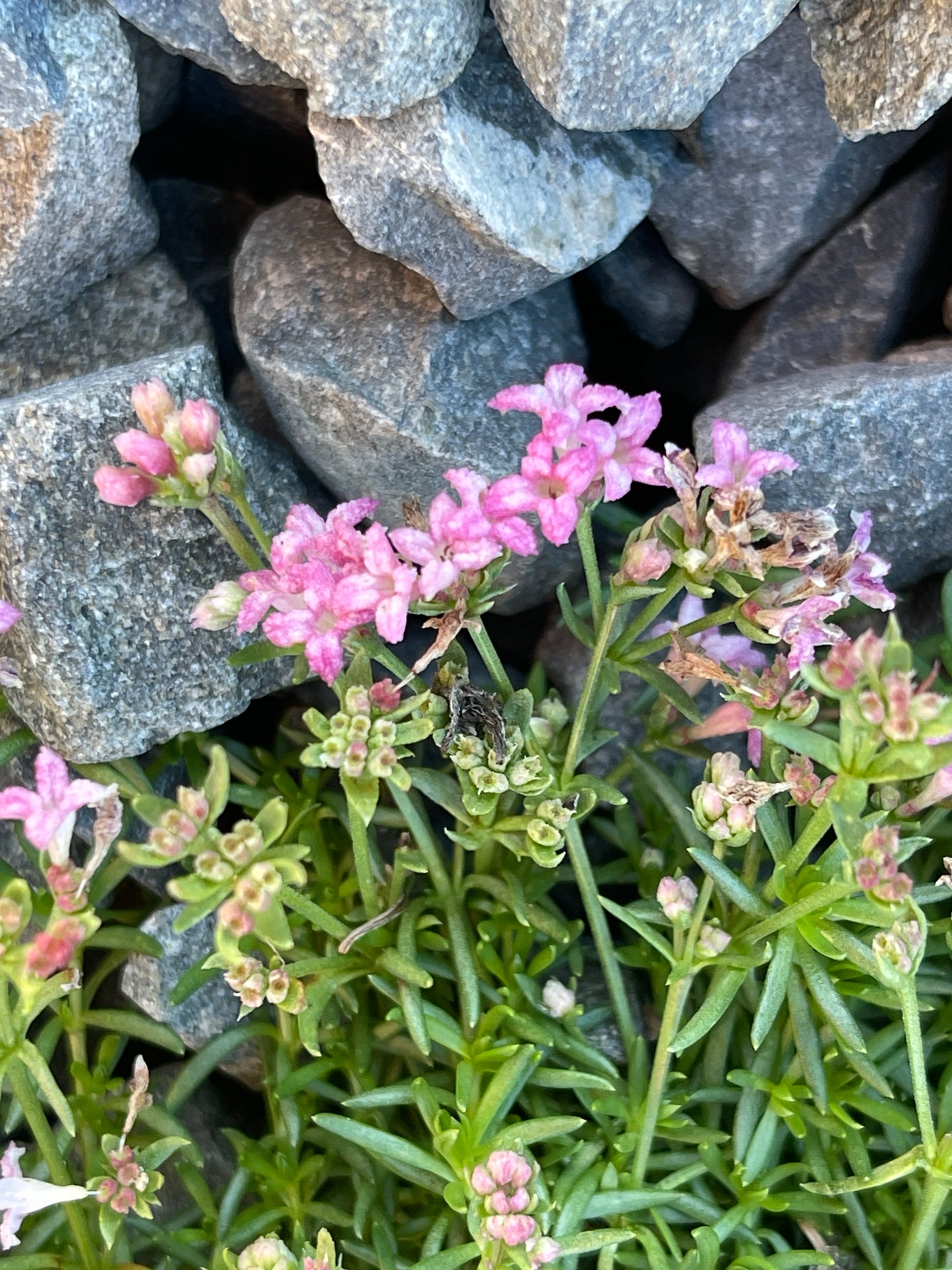 Asperula lilaciflora var caespitosa