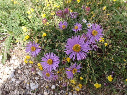 Aster alpinus