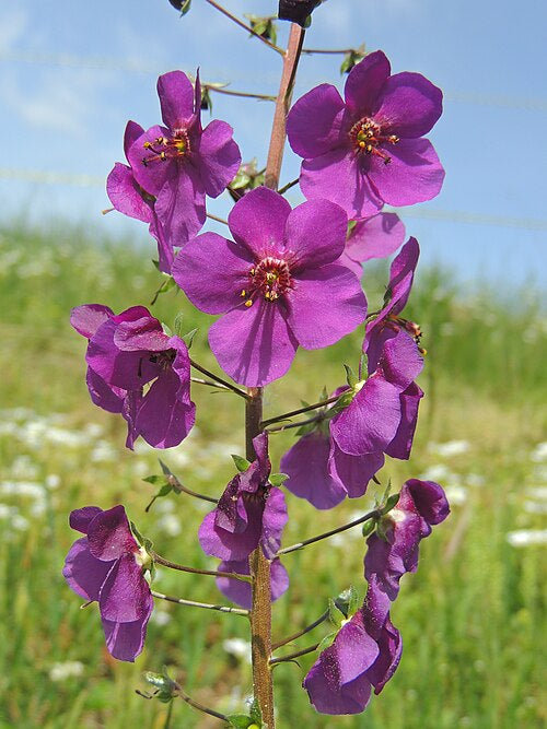 Verbascum phoeniceum violetta