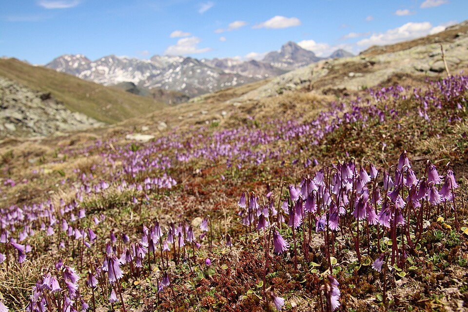 Soldanella pusilla syn. Soldanella alpina