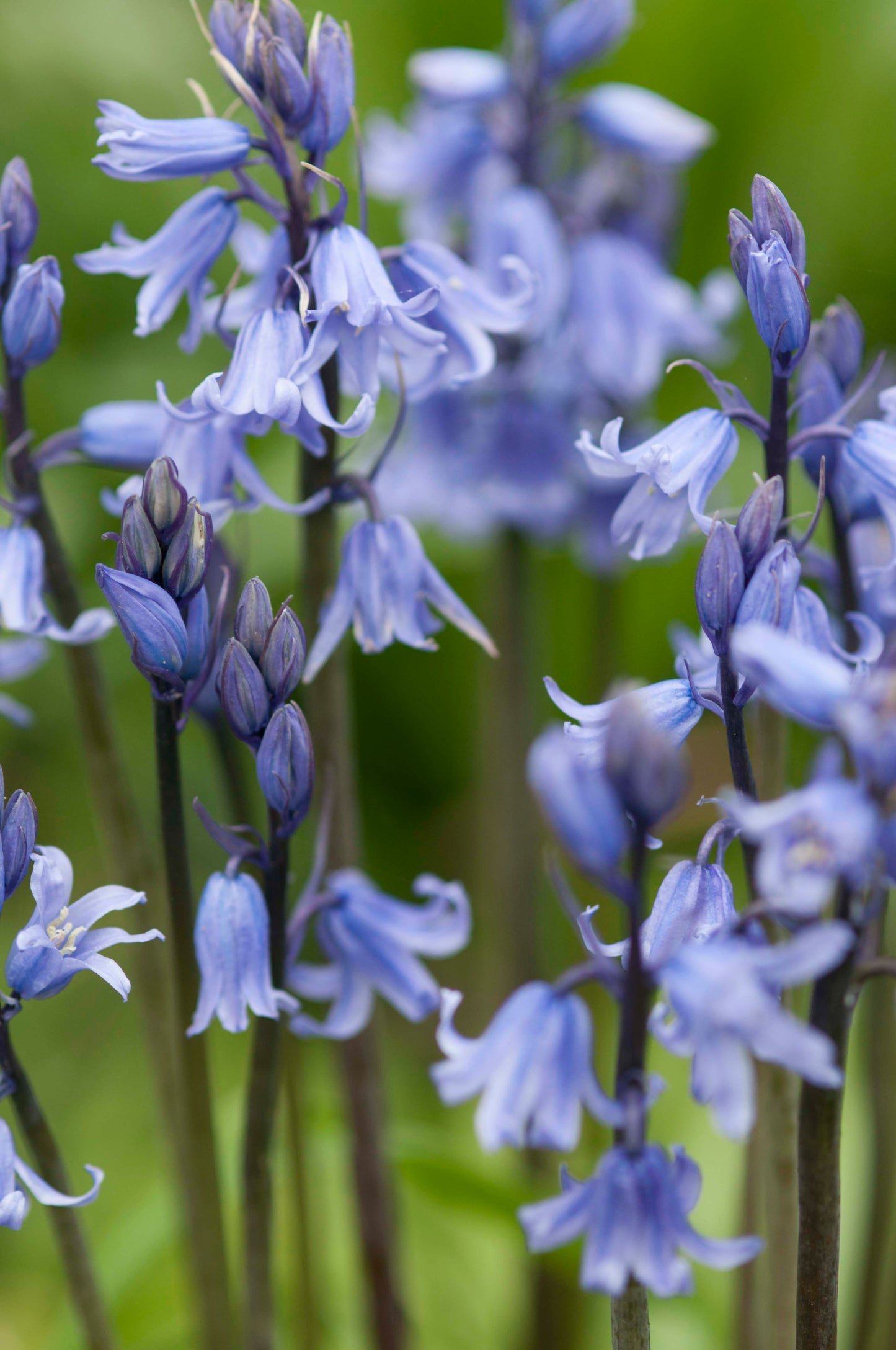 Scilla hispanica hybrids (not pure non-scripta)