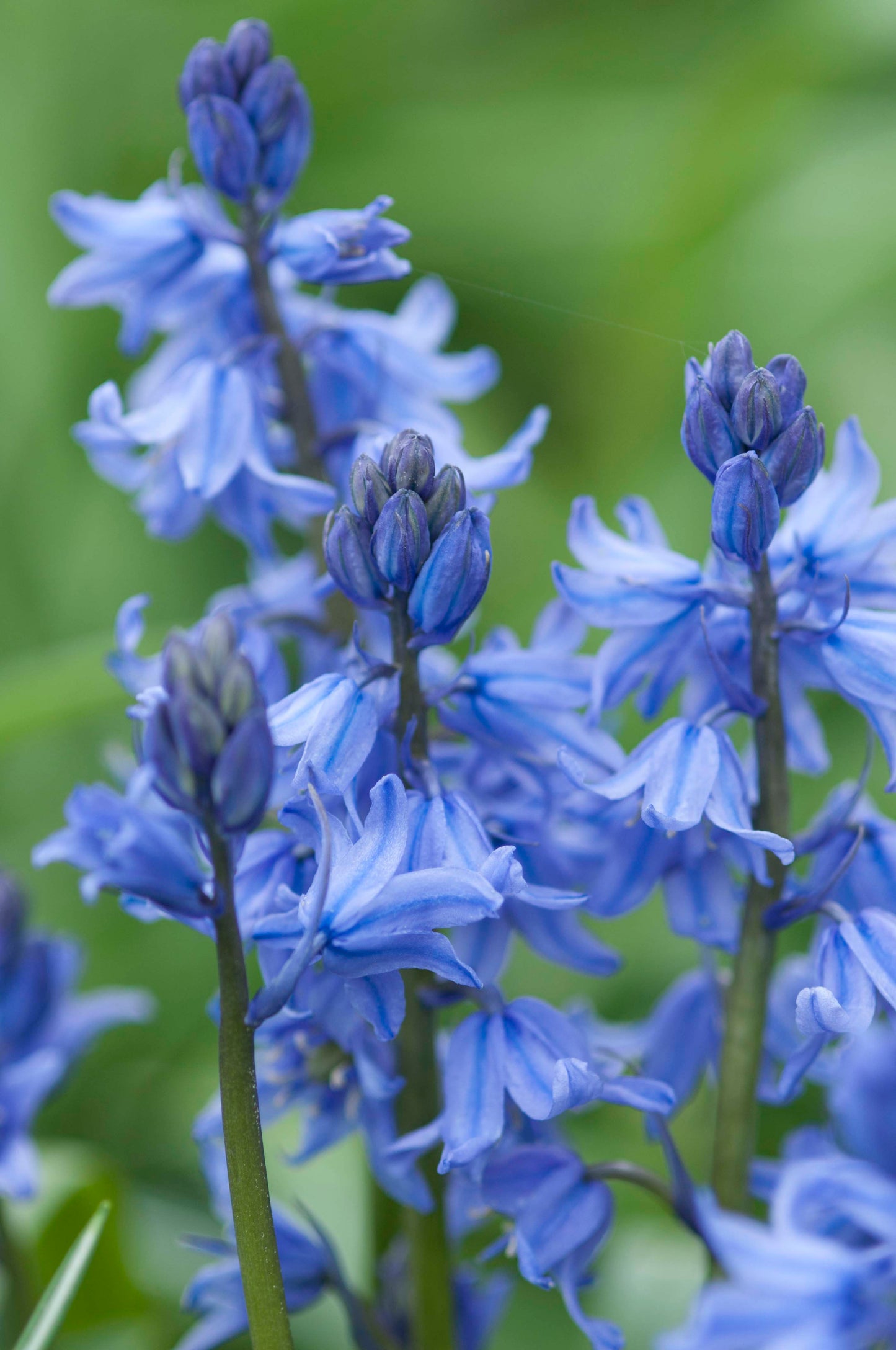 Scilla hispanica hybrids (not pure non-scripta)