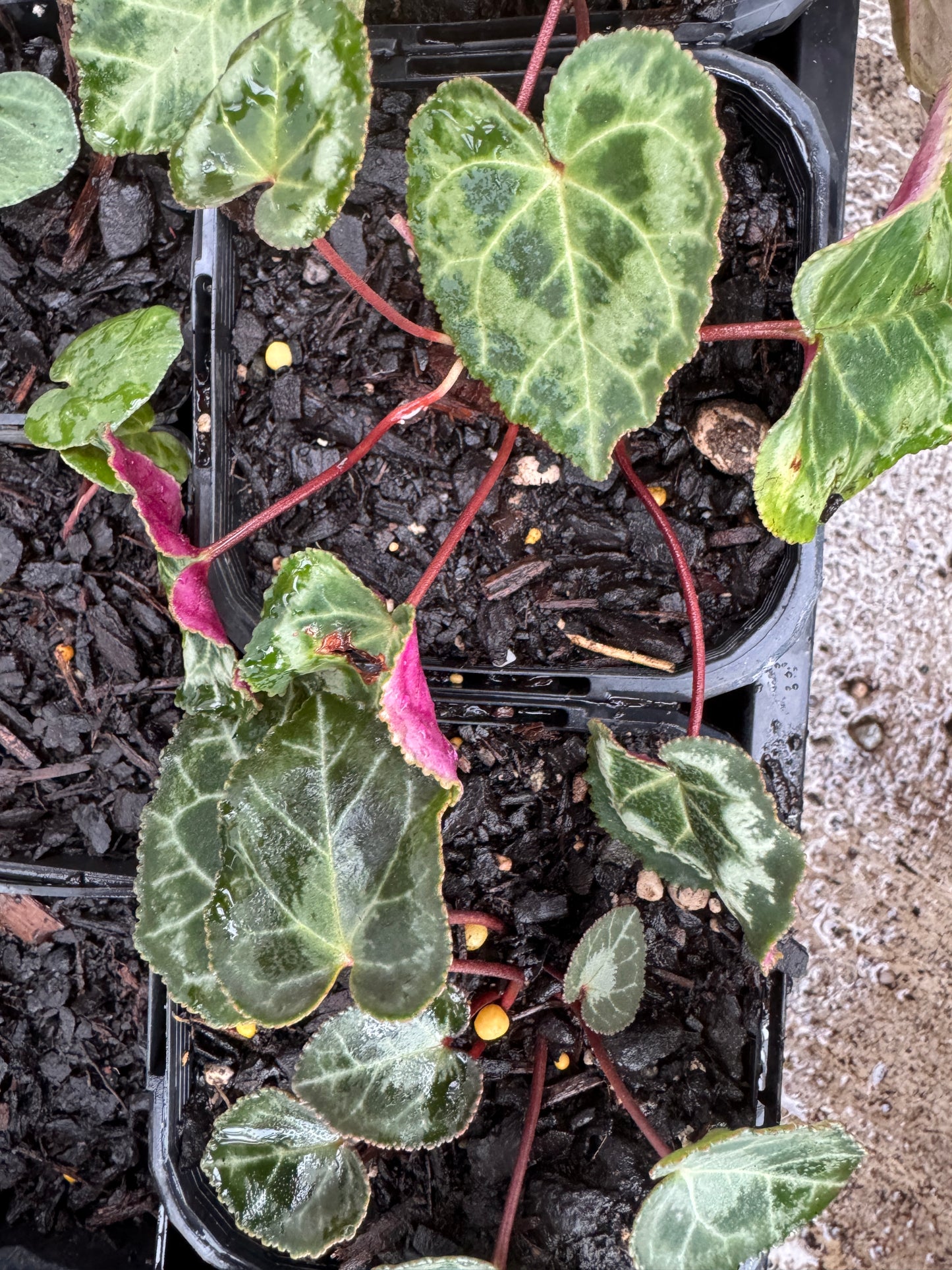 Cyclamen graecum ssp. graecum